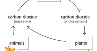 How do human affect the carbon cycle