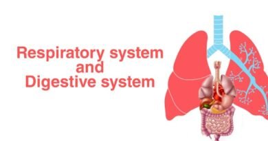 How does the respiratory system work with the digestive system