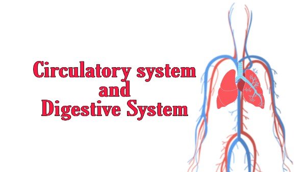 how-does-the-circulatory-system-work-with-the-digestive-system