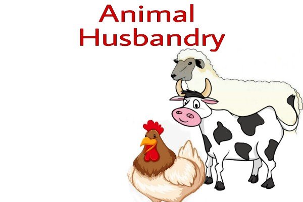 how is animal husbandry useful
