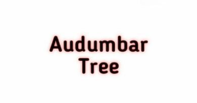 Audumbar tree