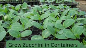 Growing Zucchini in containers