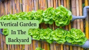 consider vertical gardening in your backyard 