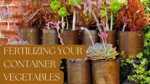 Fertilizing your container vegetables