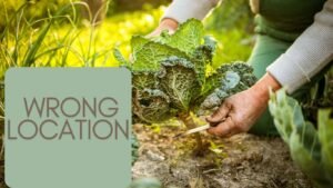 Gardening mistakes for beginners