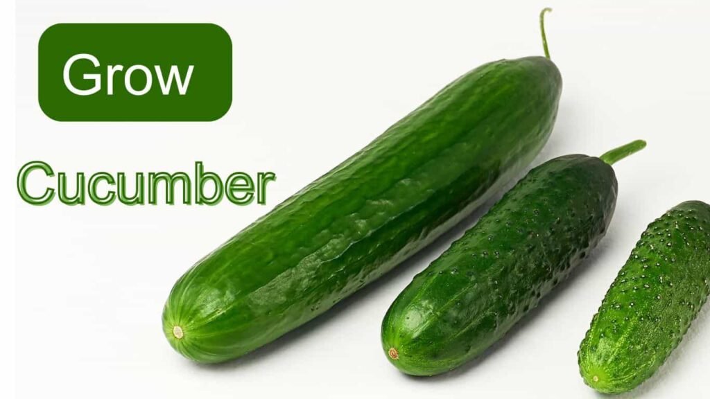 How to grow cucumbers