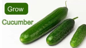 How to grow cucumbers  