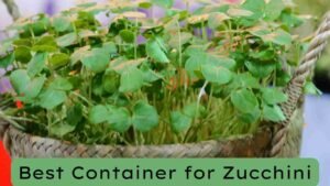 best container for Zucchini