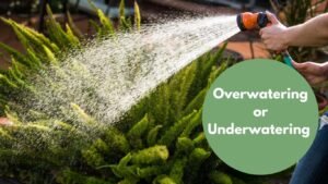 Gardening mistakes for beginners: Overwatering and Underwatering 