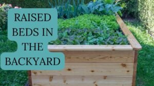 Backyard Garden Ideas: traditional garden beds 