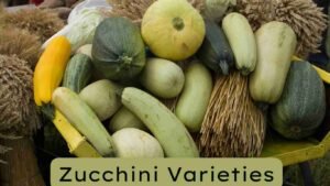 best varieties of zucchini for container gardening