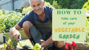 Vegetable Garden Care