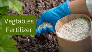 Organic Fertilizer and Compost for vegetables 