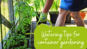 Watering tips for container gardening