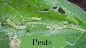 Gardening mistakes for beginners: Pests control 