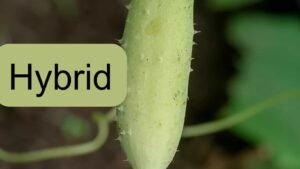 Hybrid cucumber 