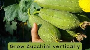 Growing Zucchini vertically