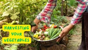 Harvesting your vegetables