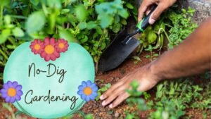 How to Start a No-Dig Garden for beginners 