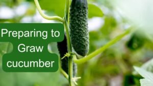 How to prepare before planting cucumbers? 