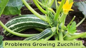 Problems Growing Zucchini in Containers