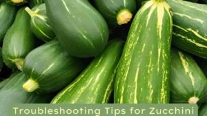 troubleshooting tips for Zucchini in containers