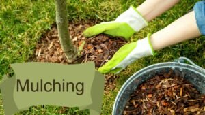 No dig gardening mulching 