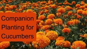 Companion Planting for Cucumbers 