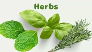 Herbs that you can grow in container or pots