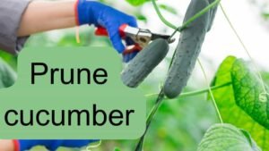 How to prune cucumber for better yield and healthier plant