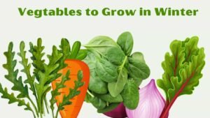 Vegetables to grow in pots during winter