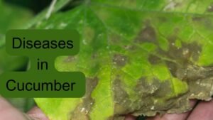 diseases in cucumber plants