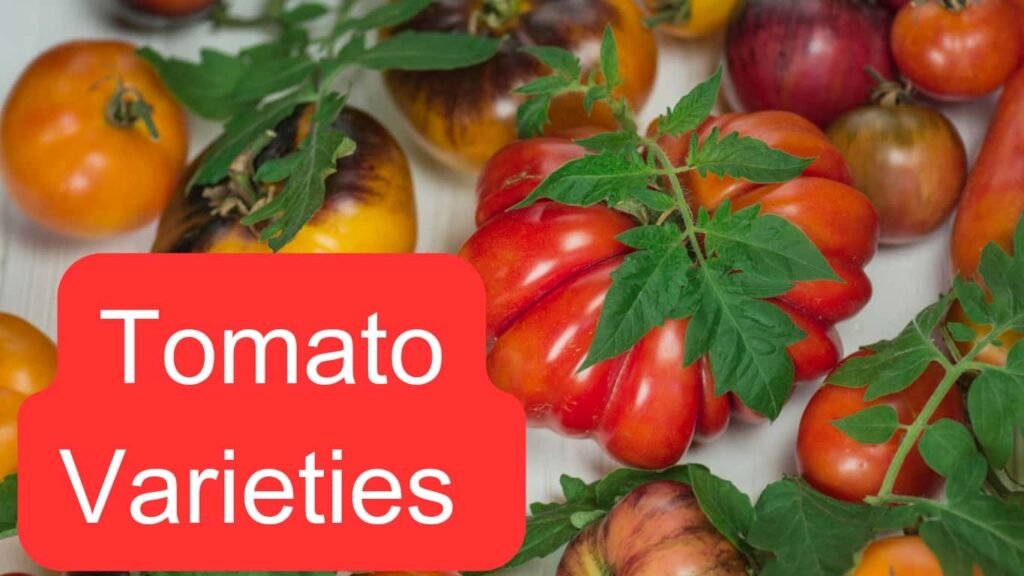 Tomato varieties