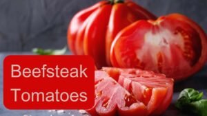 Beefsteak tomatoes 