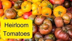 Heirloom Tomatoes