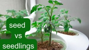 Planting tomatoes from seed vs seedlings