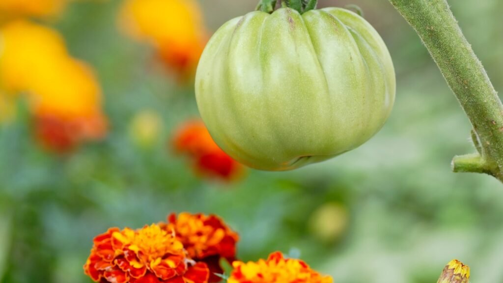 What do you avoid planting next to two tomatoes?